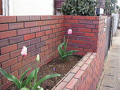 花壇のチューリップ
